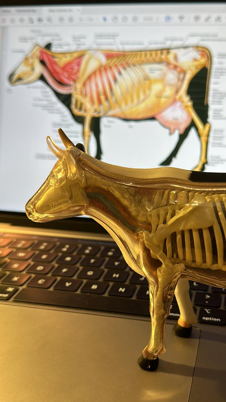 Anatomia Bovina Bovischool